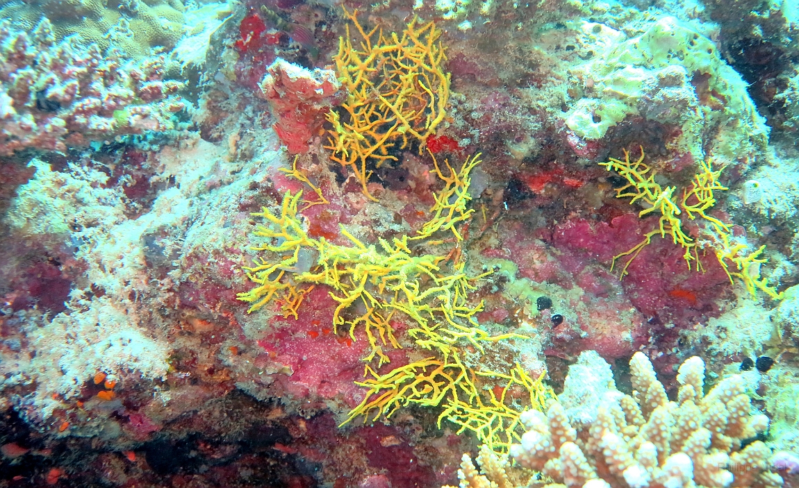 IMG_0359rf_Maldives_Madoogali_Plongee 4_Feridhoo dhigga_Corail jaune.jpg